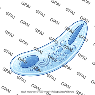 Cryptosporidium sporozoite cross section