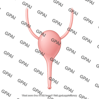 Rabbit bladder female