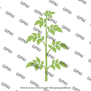 Tomato plant