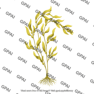 Giant kelp