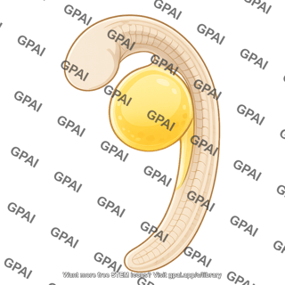 Fish embryo prim 6 stage eyeless