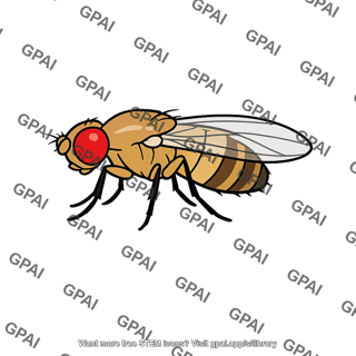 Fruit fly drosophila melanogaster