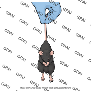 Mouse clasping test abnormal