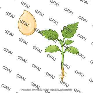 Tomato seed