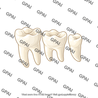 Mouse teeth molars
