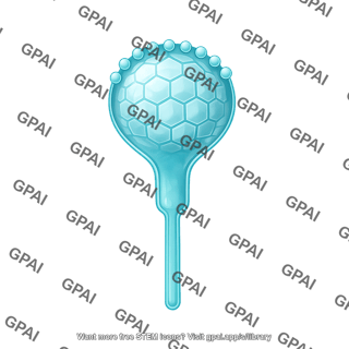 Viral glycoprotein monomer