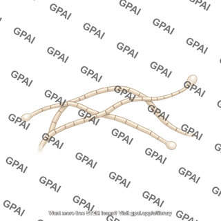 Powdery mildew hyphae