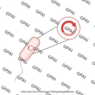 Bacterial transformation