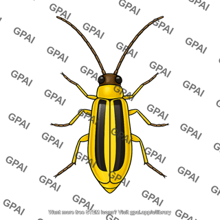 Western corn rootworm adult male