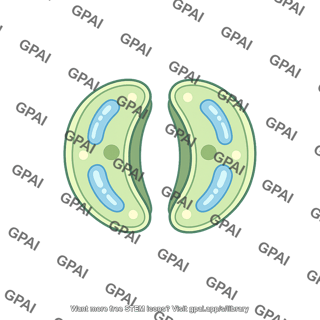 Guard cell monocot stomata open