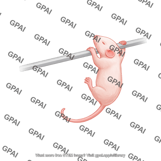 Mouse pup old bar climbing