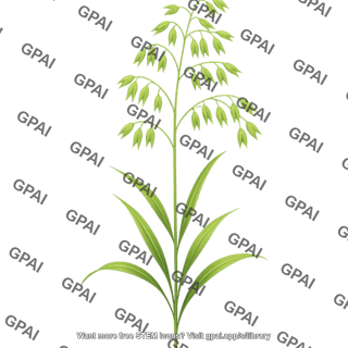 Oat plant
