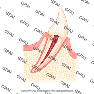 Dog tooth canine cross section with gums