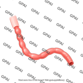 Mouse esophagus lateral 2