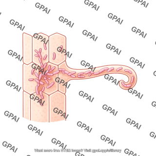 Root hair infection 12
