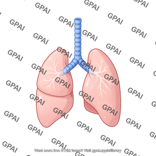 Mouse lungs