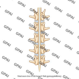 Rat lumbar vertebrae showing spinal cord dorsal