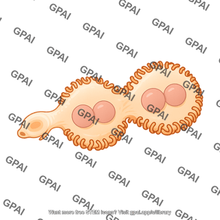 Drosophila garland nephrocyte