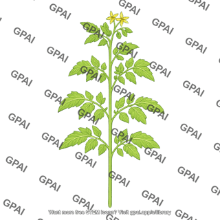 Tomato plant 01
