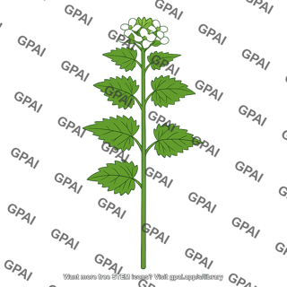 Garlic mustard plant