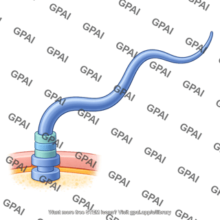 Prokaryotic flagellum gram negative short 1