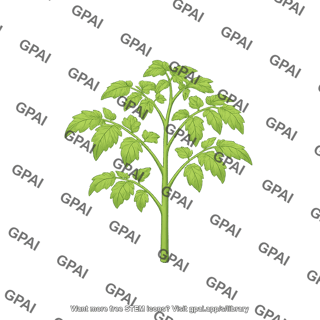Tomato plant dwarf