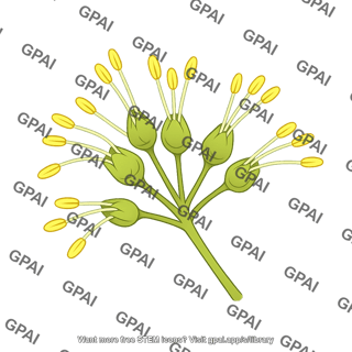 Grape flowers