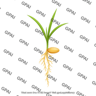 Rice seedling 1 01