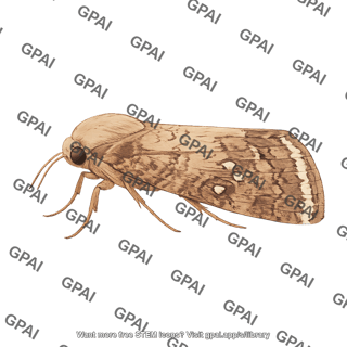 Fall armyworm spodoptera frugiperda male 453