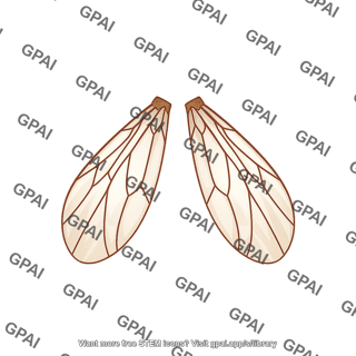 Drosophila wings dorsal