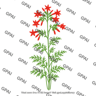 Scarlet gilia