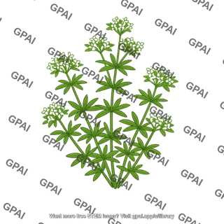 Galium sylvestre