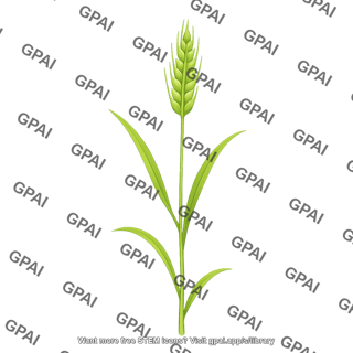 Wheat seedling 2