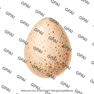 House wren egg