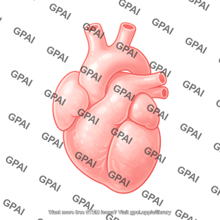 Mouse fetal heart