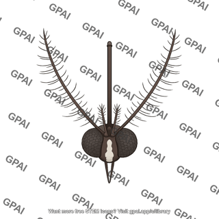 Mosquito head yellow fever aedes aegypti