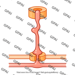 Type 1 secretion system gspf