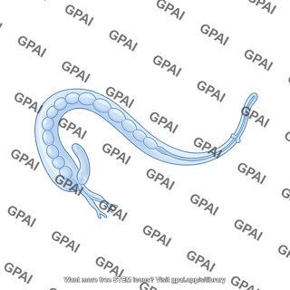 C. elegans male gonad arm