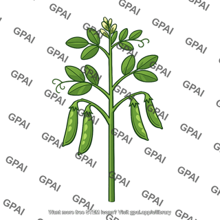 Legume