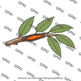 Chestnut blight branch