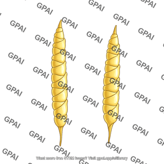 Corn teosinte ear