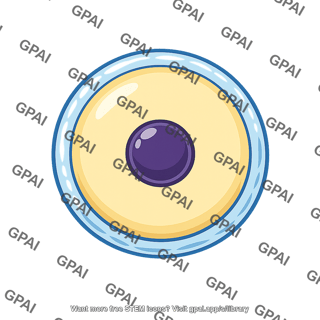 Egg gamete