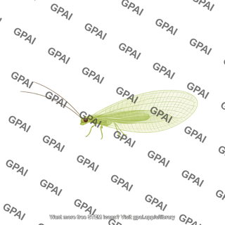 Green lacewing chrysoperla rufilabris