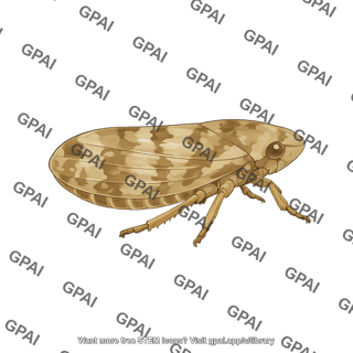 Meadow spittlebug philaenus spumarius