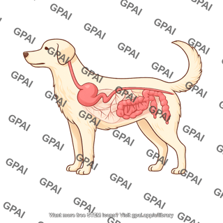 Dog gi tract semi anatomical with mesenteric folds left side