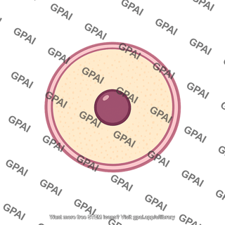 Egg cell