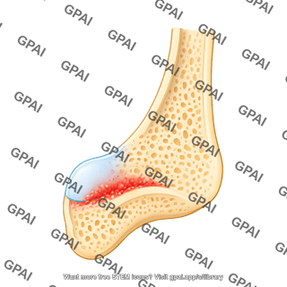 Mouse tibia distal end sagittal cut
