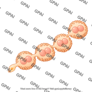 Drosophila nephrocyte garland