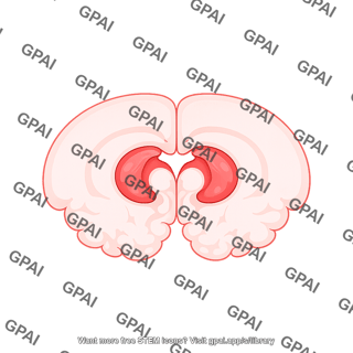Mouse brain coronal nucleus accumbens
