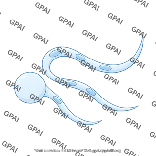 C elegans oocyte